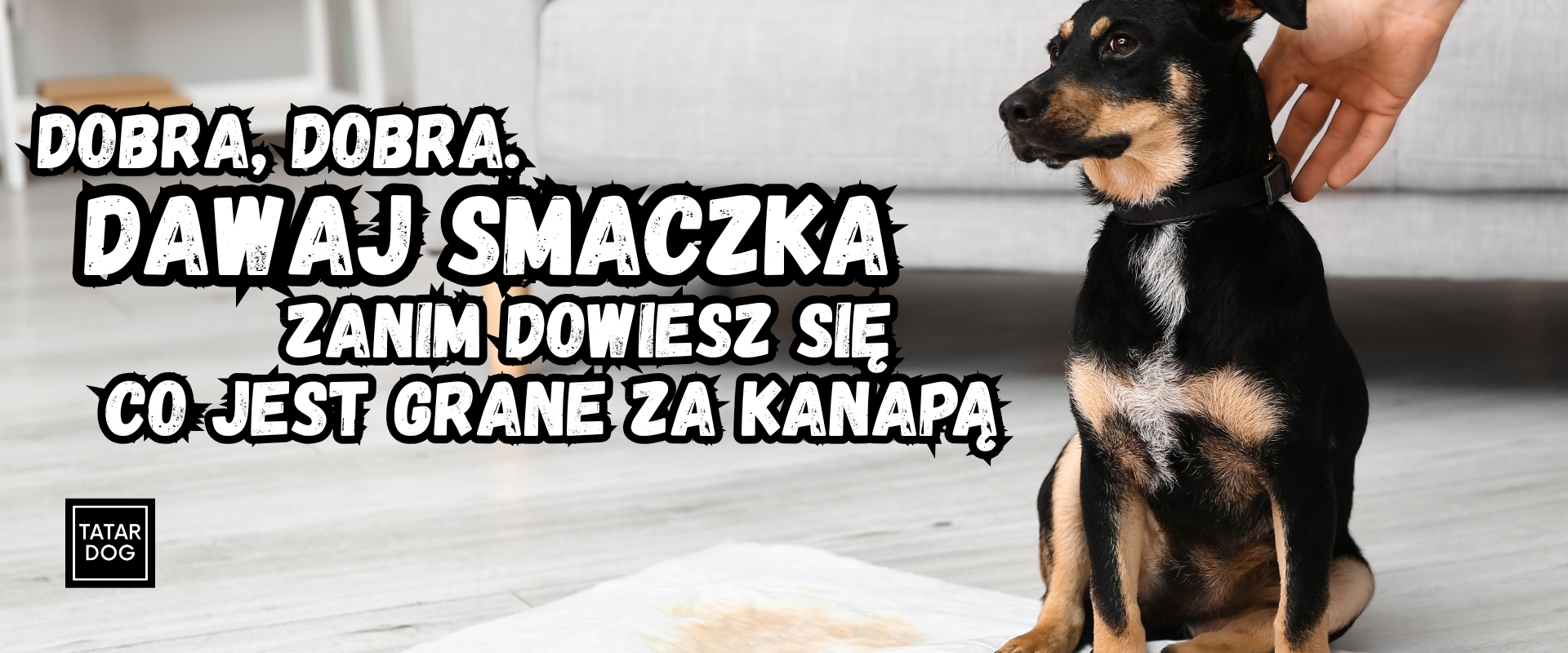 jak nauczyć szczeniaka czystości w domu - poradnik